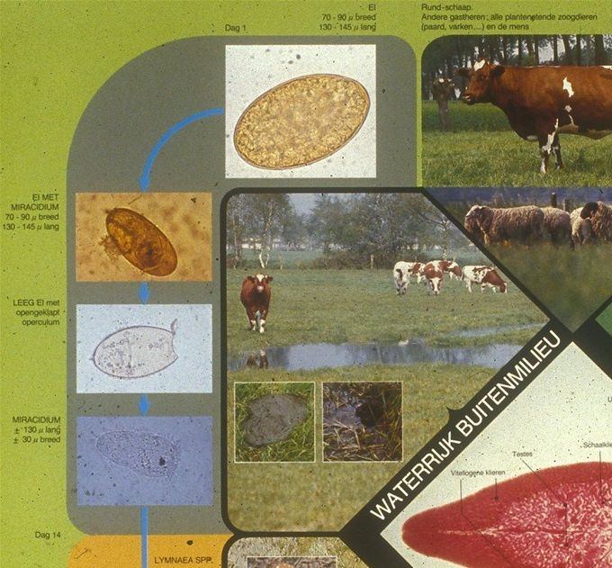 Levenscyclus van de Leverbot vanaf ei tot volwassen worm.