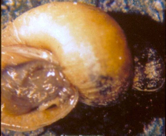 Een dik opgezwollen leverbotslak als gevolg van de aseksuele vermenigvuldiging van de sporocysten en cercariae.