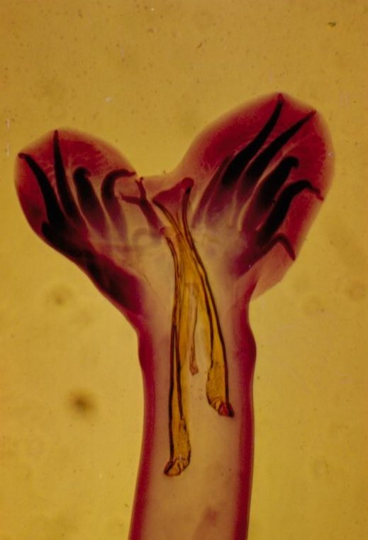 Wormstaart van een maagworm bij de gans (Amidostomum anseris)