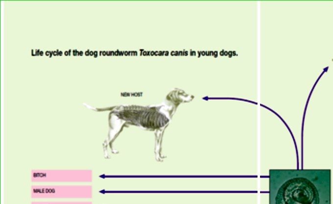 Levenscyclus van de hondenspoelworm bij jonge honden duurt vanaf besmettelijk ei tot volwassen worm in de hond nagenoeg 4 à 6 weken.