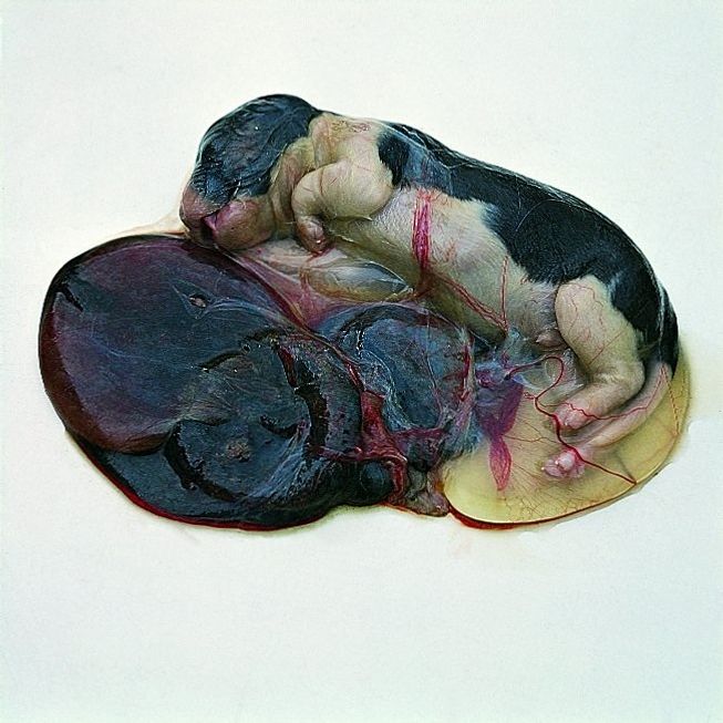 Het moederdier besmet de nog ongeboren pups via de placenta.