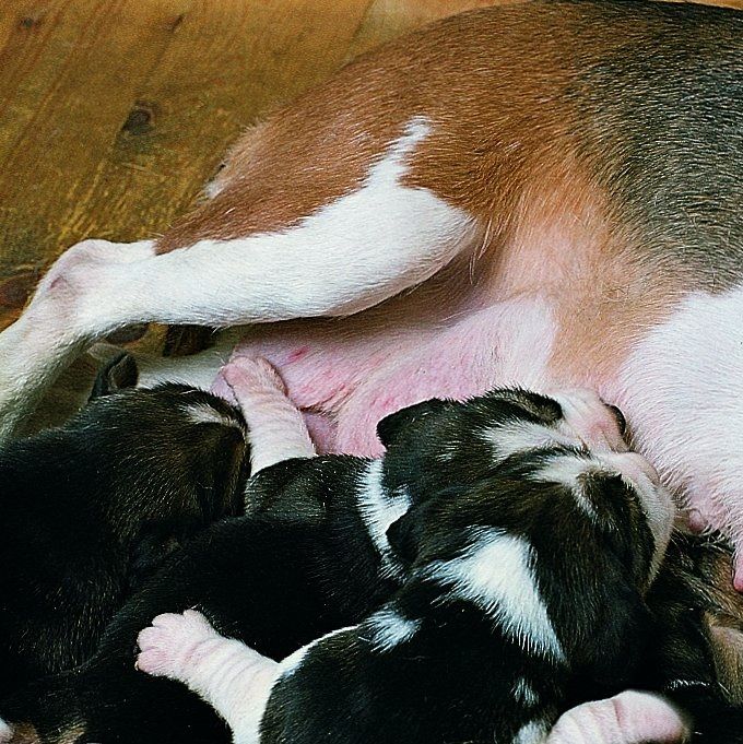 De pas geboren pups krijgen nog een extra lading spoelwormlarven via de moedermelk