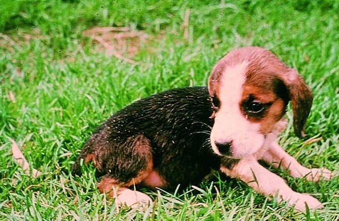 Beagle puppie van zes weken oud zwaar besmet met spoelwormen.