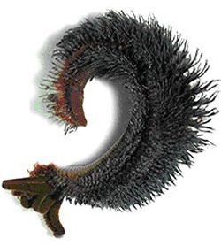 De Pompeï-worm