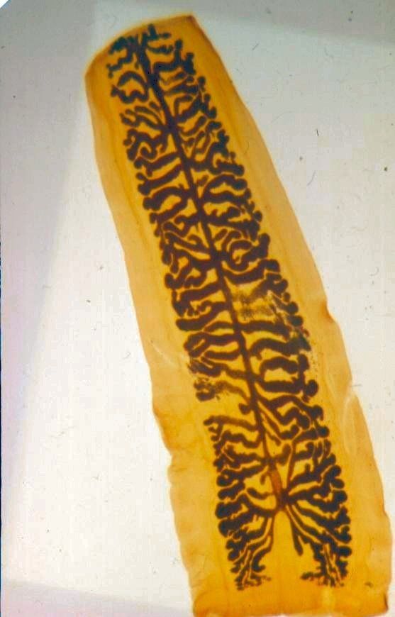 Rijp segment van de runderlintworm.